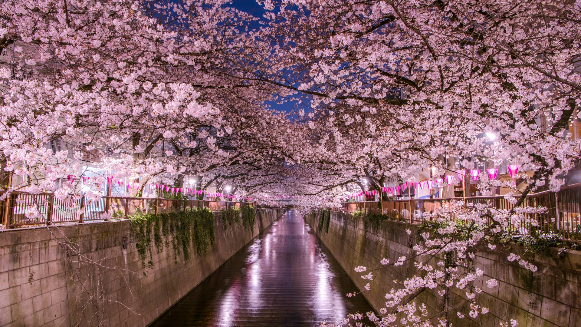 Cherry Blossoms